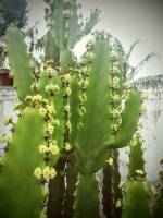Euphorbia ingens - Молочай великий
