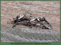 Allophyes oxyacanthae - Совка боярышниковая кистеусая