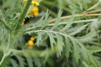 Cephalaria transylvanica - Головчатка трансильванская