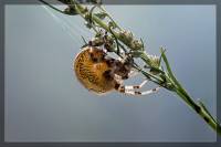 Araneus marmoreus - Крестовик мраморный