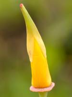 Eschscholzia californica - Эшшольция калифорнийская