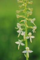 Platanthera bifolia - Любка двулистная