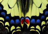 задние крылья махаона