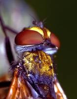 Tachinidae - Ежемухи, тахины