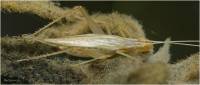 Oecanthidae - Стеблевые сверчки