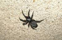 Gnaphosidae - Земляные пауки