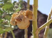 Calotropis procera - Калотропис высокий, или Содомское яблоко