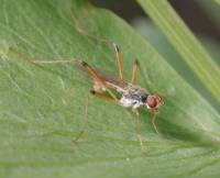 Micropezidae - Ходуленожки