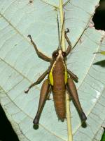 Eulampiacris leucoptera