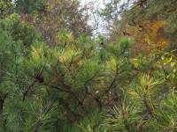 Pinus mugo - Сосна горная