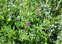 Trifolium purpureum - Клевер пурпурный