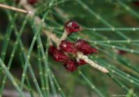 Casuarina equisetifolia - Казуарина хвощелистная, Казуарина хвощевидная