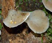 Pseudohydnum gelatinosum - Ежовик студенистый, Ложноежовик студенистый