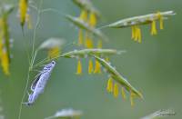 Yponomeutidae - Горностаевые моли