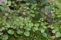 Linnaea borealis - Линнея северная