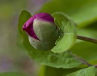 Paeonia caucasica - Пион кавказский