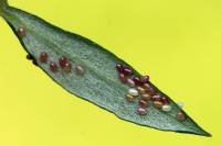 Eupithecia succenturiata - Пяденица цветочная пижмовая (тысячелистиковая)