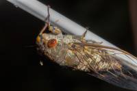 Cicadidae - Цикады певчие