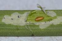 Liriomyza