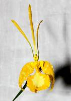 Psychopsis Mariposa 'alba' - гибрид
