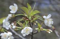 Prunus avium - Вишня птичья, Черешня