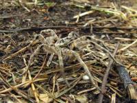Южнорусский тарантул(Lycosa singoriensis)самец.