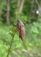 Cicadetta montana - Цикада горная