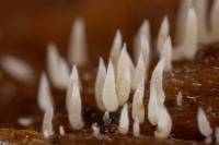 Mucronella calva - Мукронелла голая