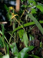 Maxillaria lepidota