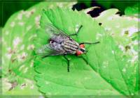 Sarcophagidae - Падальные мухи, Саркофагиды