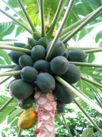 Carica papaya - Папайя, Дынное дерево