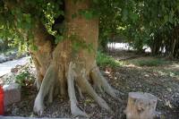 Ficus sycomorus - Фикус сикомора