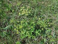 Heracleum sphondylium - Борщевик обыкновенный