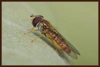 Episyrphus balteatus - Мармеладная муха