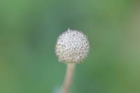 Anemone sylvestris - Ветреница лесная