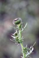 Cirsium serrulatum - Бодяк мелкопильчатый, Бодяк мелкозубчатый