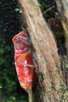 Elasmucha grisea - Щитник древесный серый