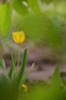 Tulipa - Тюльпан