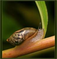 Succineidae - Янтарки
