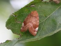 Cosmia affinis - Совка схожая
