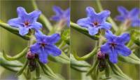 Buglossoides purpurocaerulea - Воробейничек пурпурно-голубой, эгонихон пурпурно-голубой