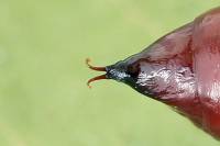 Anaplectoides prasina - Совка большая зеленоватая
