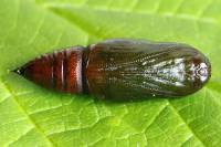 Macaria liturata - Пяденица углокрылая серая (хвойная, сосновая)