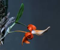 Dendrobium unicum (Владими Маркин)
