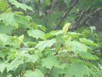 Acer caudatum subsp. ukurundense - Клён укурунду, Клён-берёза или Клён жёлтый
