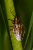 Aelia acuminata - Щитник остроголовый