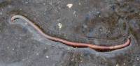 Allolobophora chlorotica - Зеленый червь