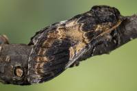 Notodonta tritophus - Хохлатка светло-бурая, Хохлатка осиновая