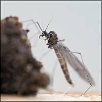 Trichoceridae - Зимние комарики