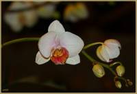 Орхидея Фаленопсис2